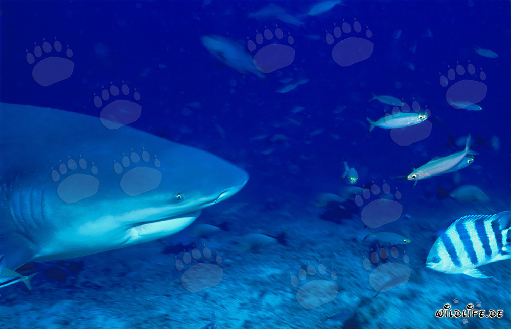Retrato imponente de un tiburón toro en aguas tropicales