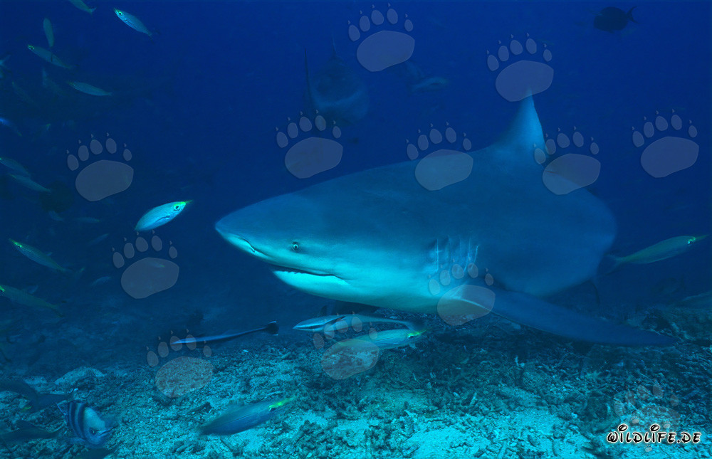 Bull Shark and Fusiliers in the Coral Reef of Beqa Lagoon, Fiji