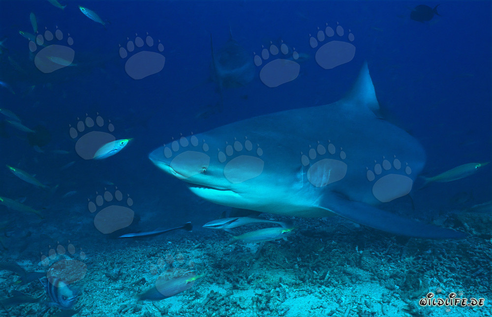 Bullenhai und Füsiliere im Korallenriff von Beqa Lagoon, Fiji