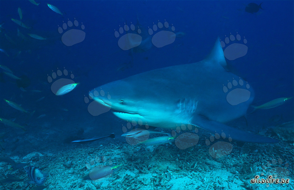 Requin taureau et fusiliers dans le récif corallien de Beqa Lagoon, Fidji