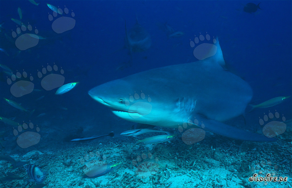Squalo toro e fucilieri nella barriera corallina di Beqa Lagoon, Figi