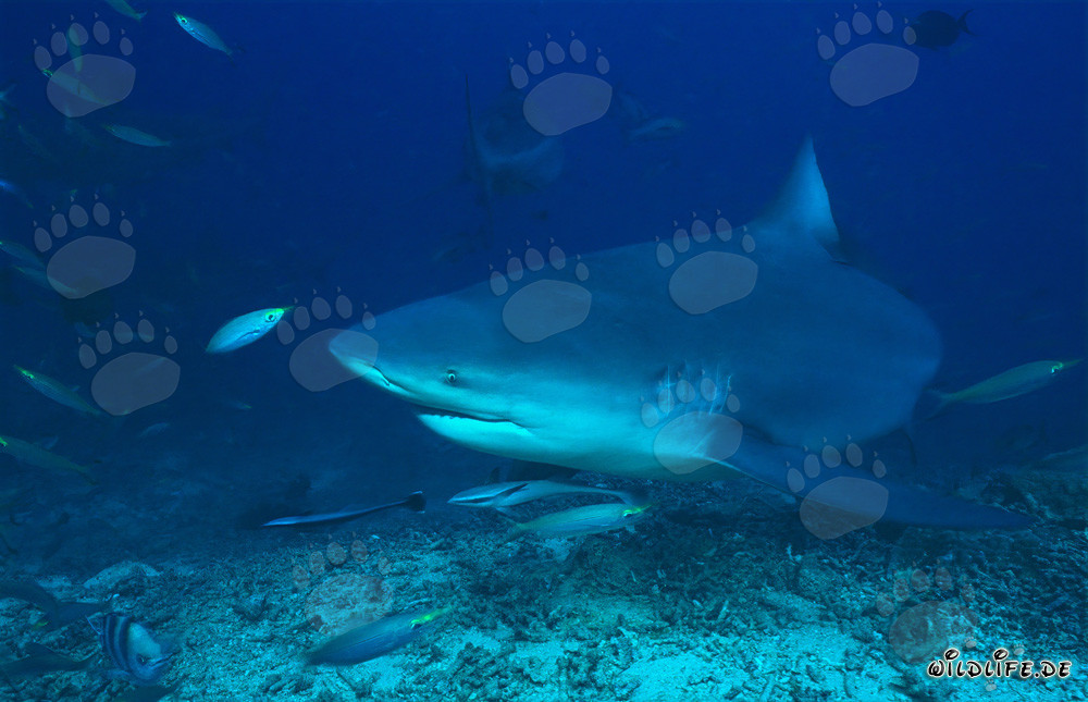 Tiburón toro y fusileros en el arrecife de coral de Beqa Lagoon, Fiji