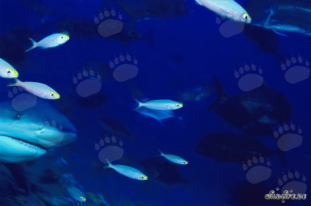 Imposantes Bullenhaiporträt unter Wasser