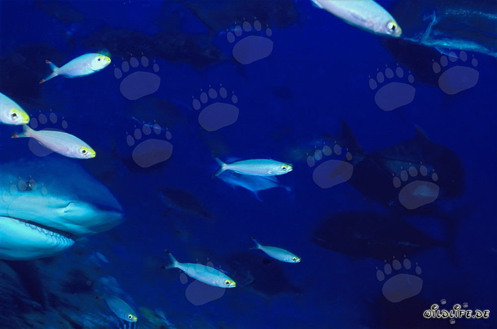 Impressive underwater portrait of a bull shark