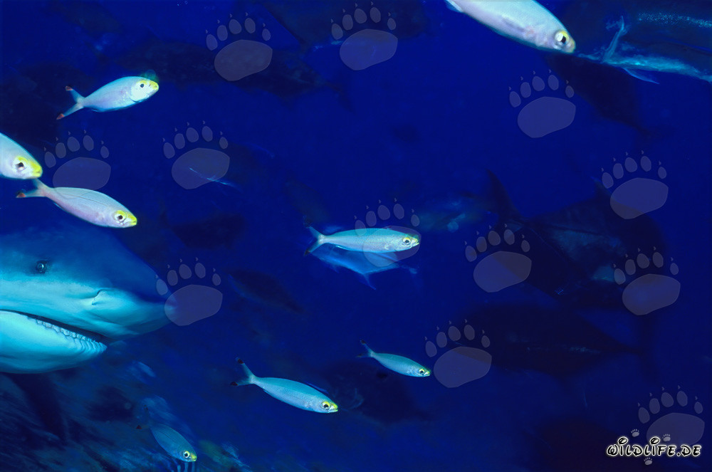 Portrait impressionnant d'un requin taureau sous l'eau
