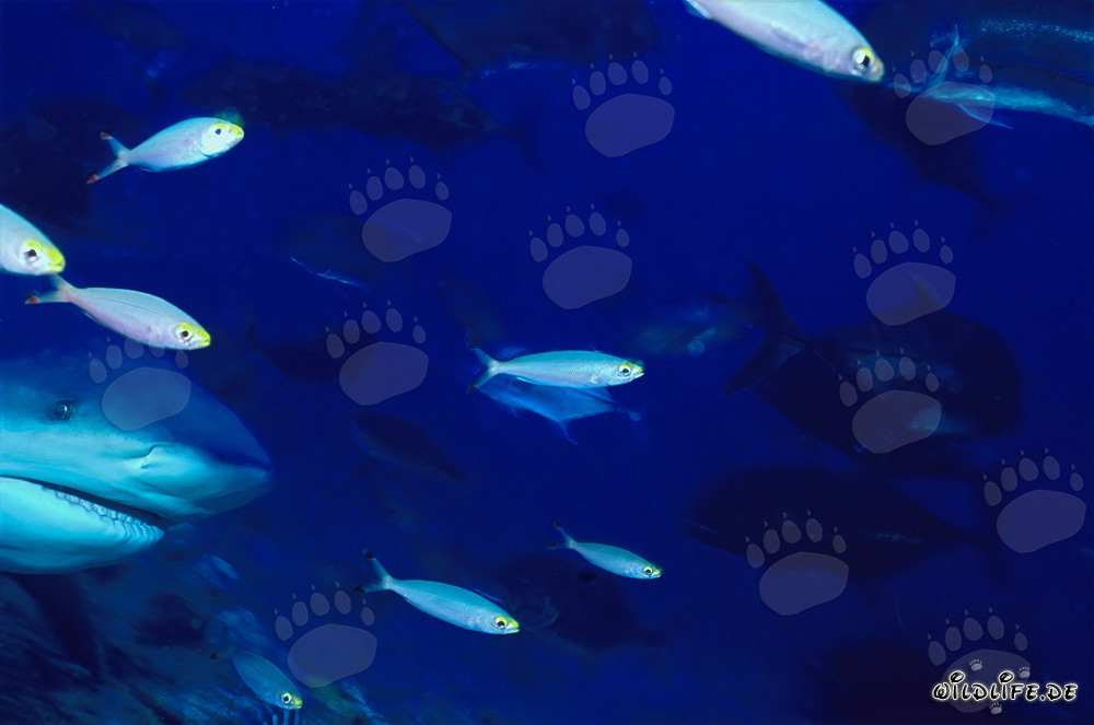 Retrato impresionante de un tiburón toro bajo el agua