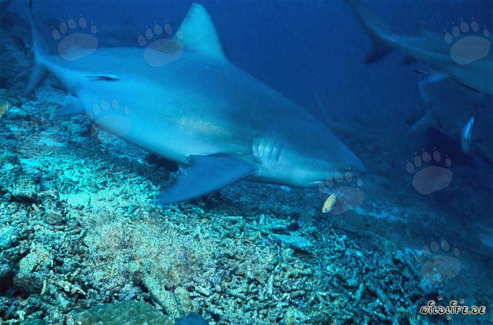 Bull shark exploring the fascinating Shark Reef in Beqa Lagoon, Fiji