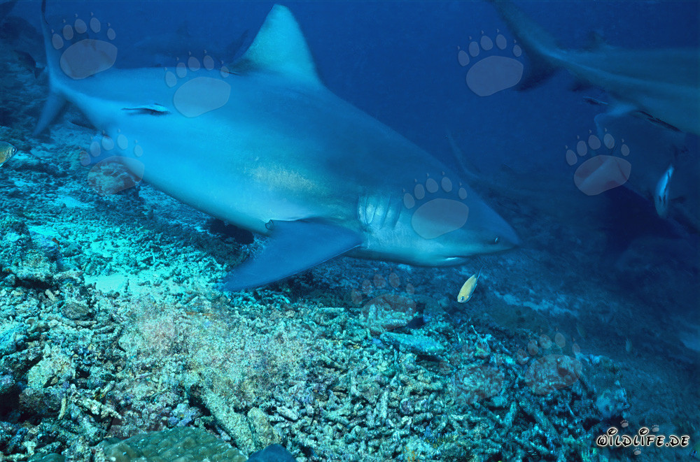 Bullenhai erkundet das faszinierende Shark Reef in der Beqa Lagoon auf Fiji