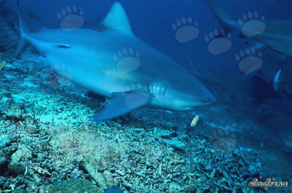 Requin-bouledogue explorant le fascinant Shark Reef dans le lagon de Beqa aux Fidji