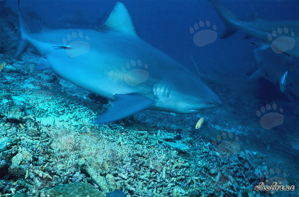 Squalo toro che esplora il fascinoso Shark Reef nel lagoon di Beqa alle Figi