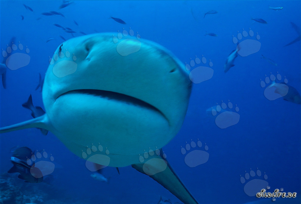 Bull Shark – Majestic Sea Creature in Close-up