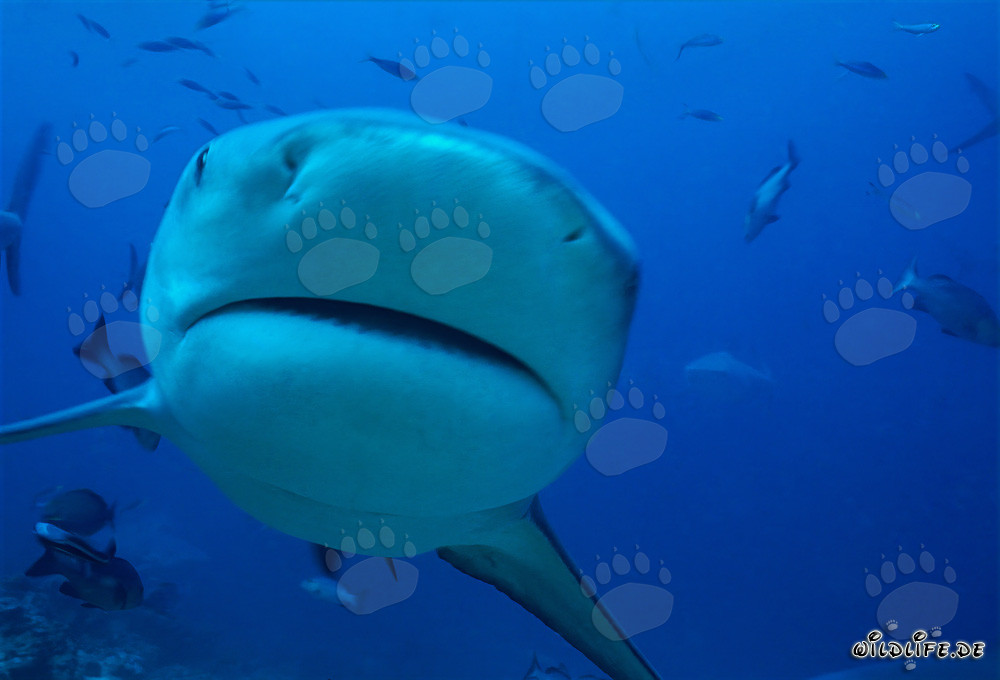 Requin taureau - Majesté des mers en gros plan