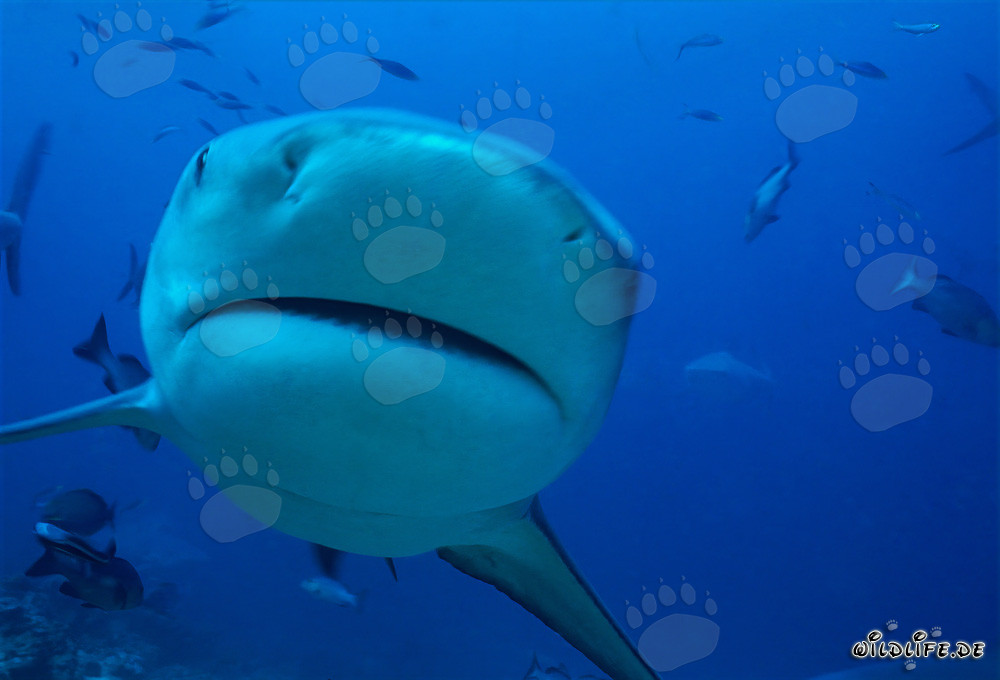 Tiburón toro - Majestuosidad marina en primer plano