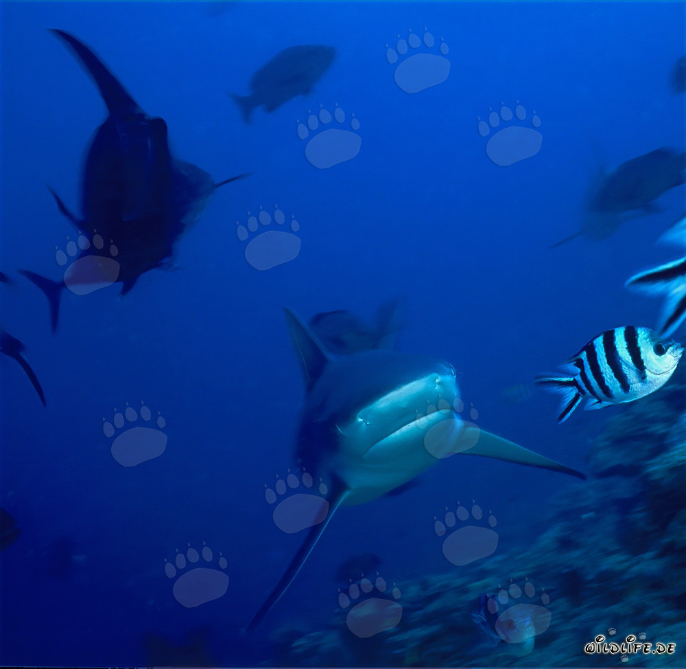 Bullenhai (Carcharhinus leucas) auf dem Weg vom offenen Meer zum Riff