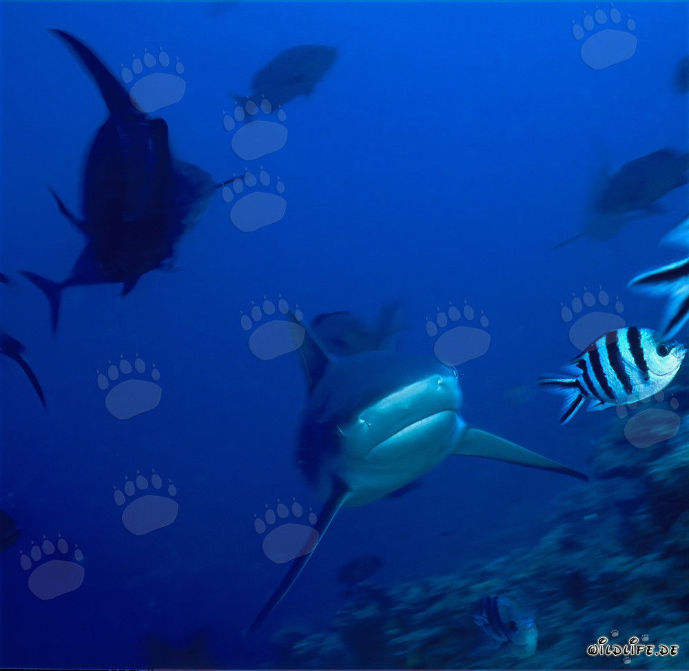 Bull Shark (Carcharhinus leucas) approaching the reef from the open sea