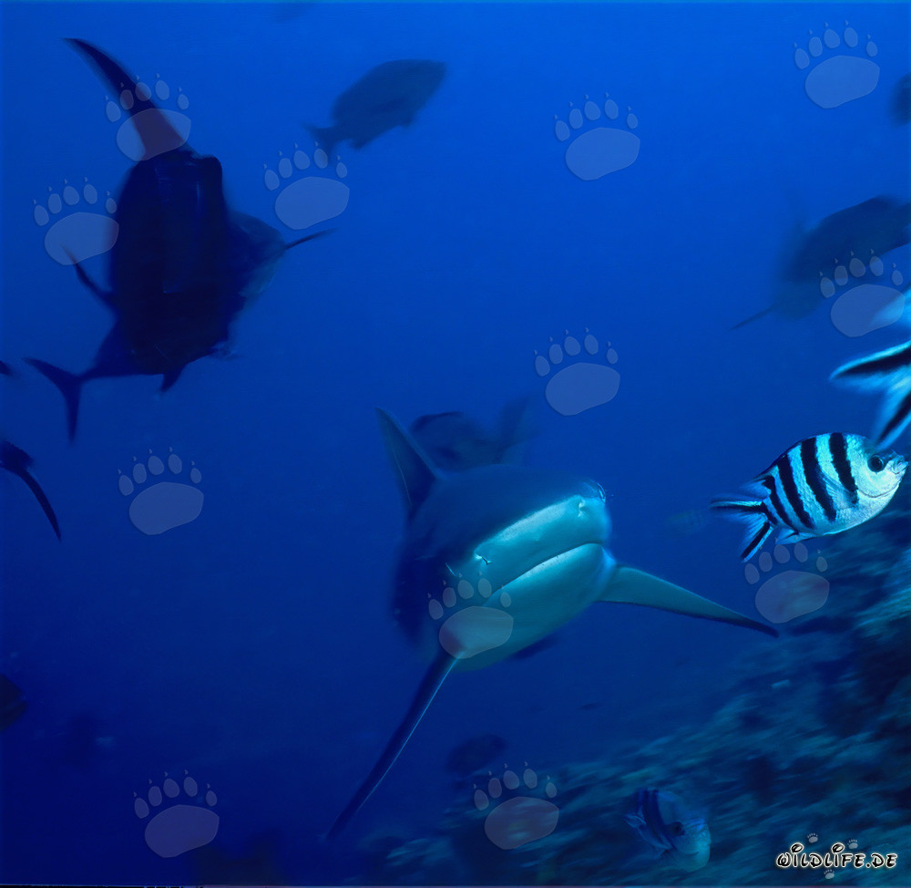 Requin taureau (Carcharhinus leucas) en route de l'océan ouvert vers le récif