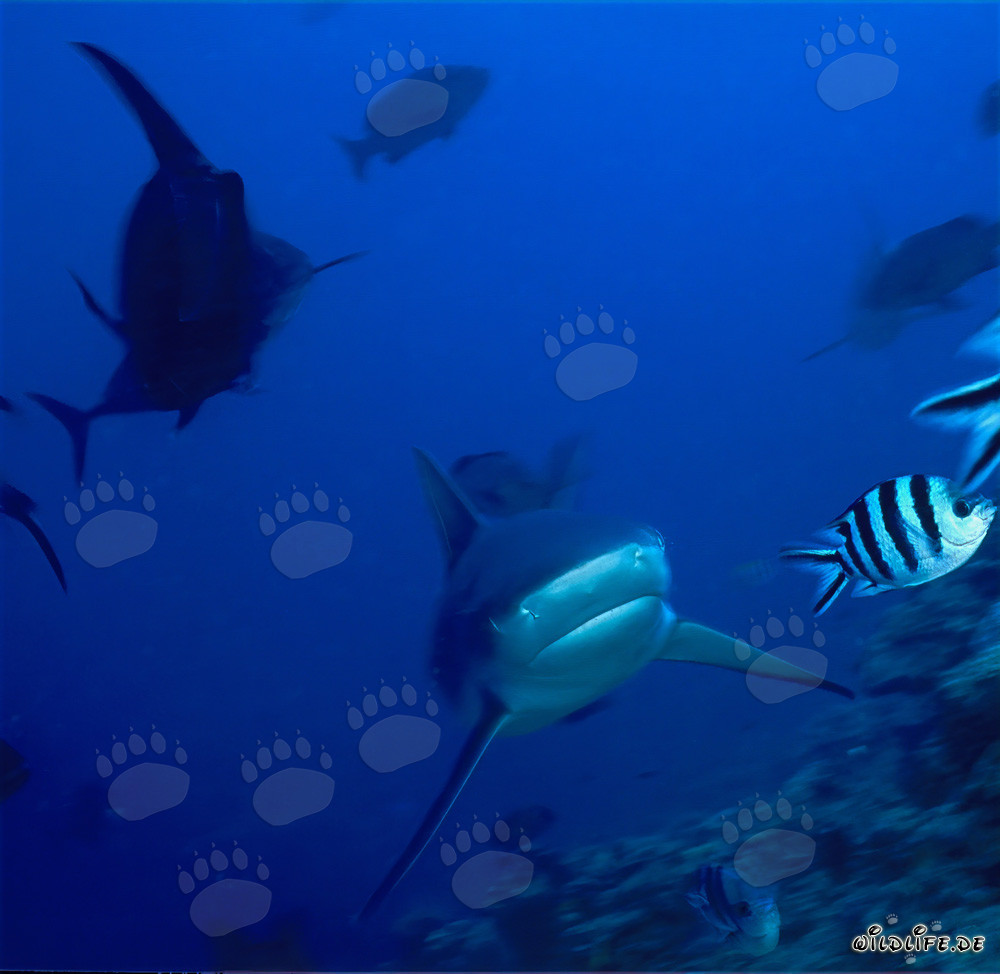 Squalo toro (Carcharhinus leucas) in viaggio dal mare aperto verso la barriera corallina