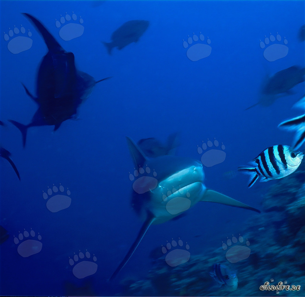 Tiburón toro (Carcharhinus leucas) en camino desde el mar abierto hacia el arrecife