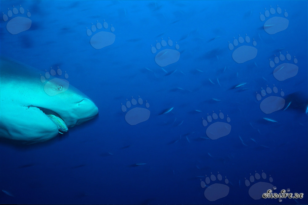 Imposantes Porträt eines Bullenhais in der Beqa Lagoon auf Vitu Levu, Fidschi
