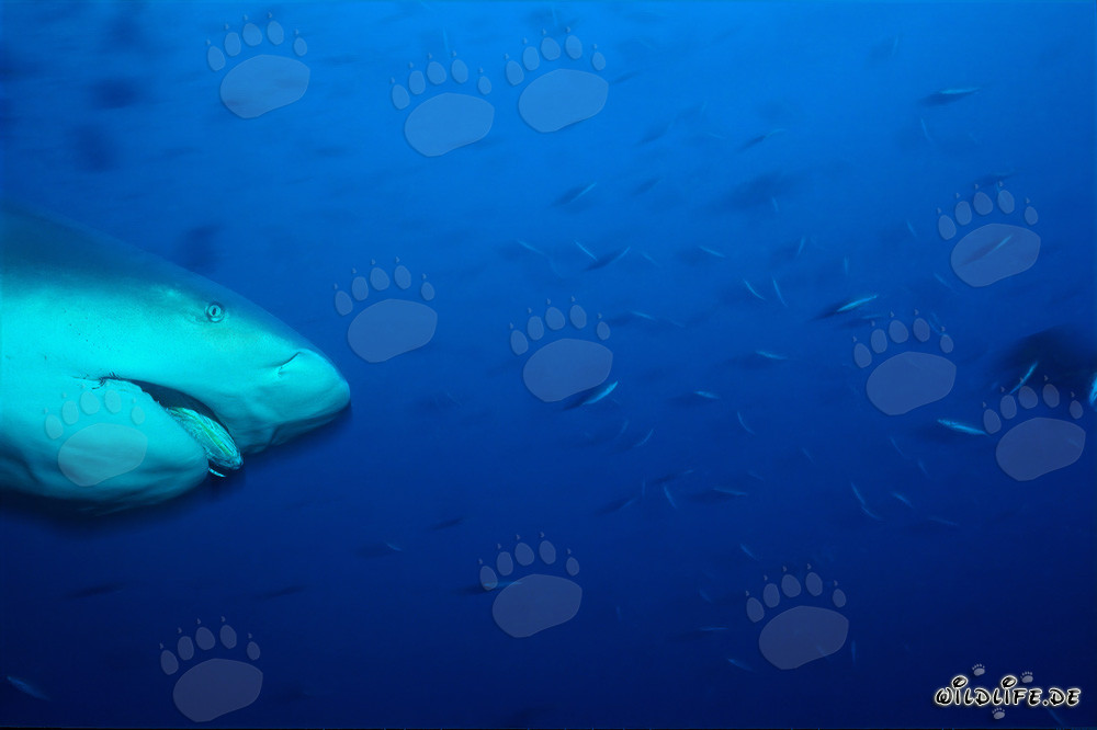 Impressive portrait of a bull shark in the Beqa Lagoon on Vitu Levu, Fiji