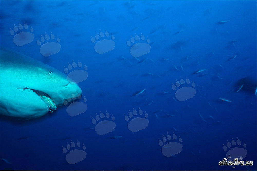 Portrait imposant d'un requin taureau dans la lagune de Beqa sur l'île de Viti Levu, Fidji