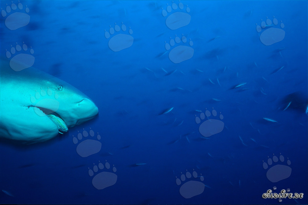 Imponente ritratto di uno squalo toro nella laguna di Beqa a Viti Levu, Figi