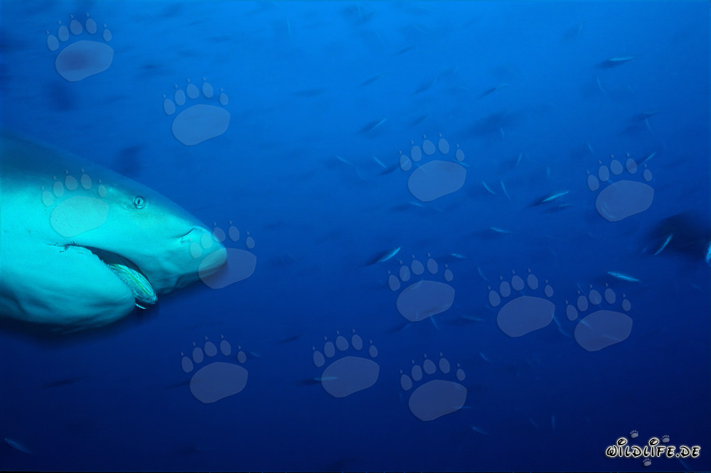 Retrato imponente de un tiburón toro en la laguna de Beqa en Viti Levu, Fiyi