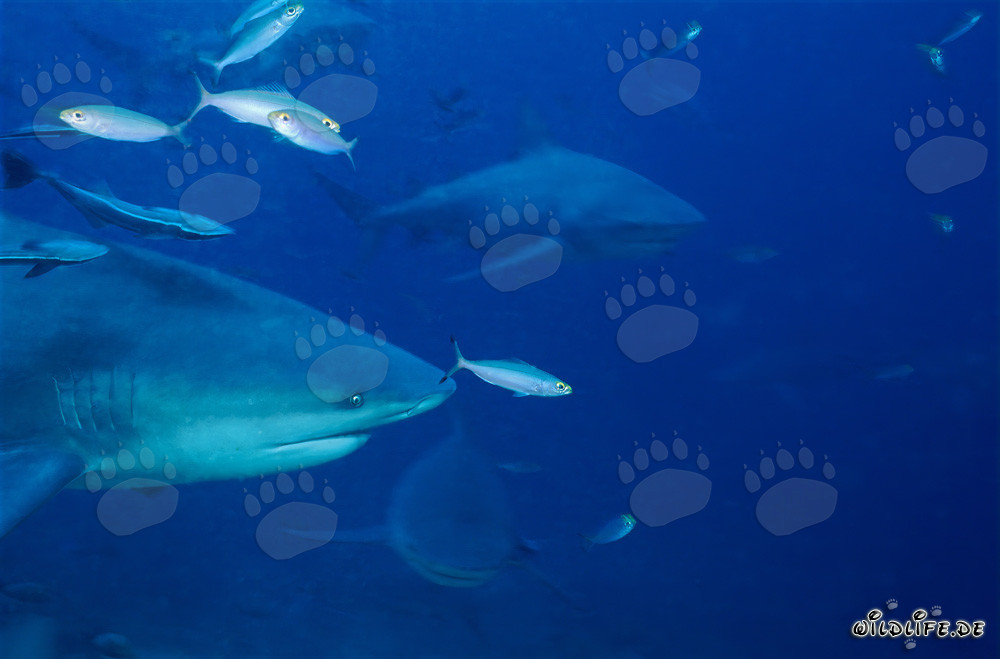 Impressive bull sharks swimming in front of the colorful coral reef
