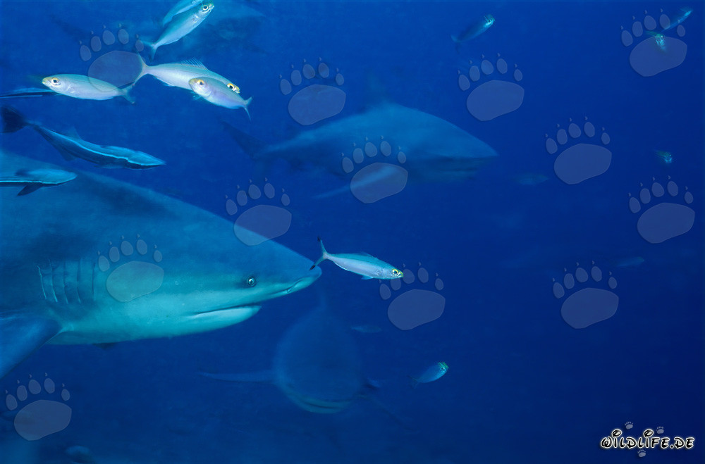 Requins taureaux imposants nagent devant le récif corallien coloré