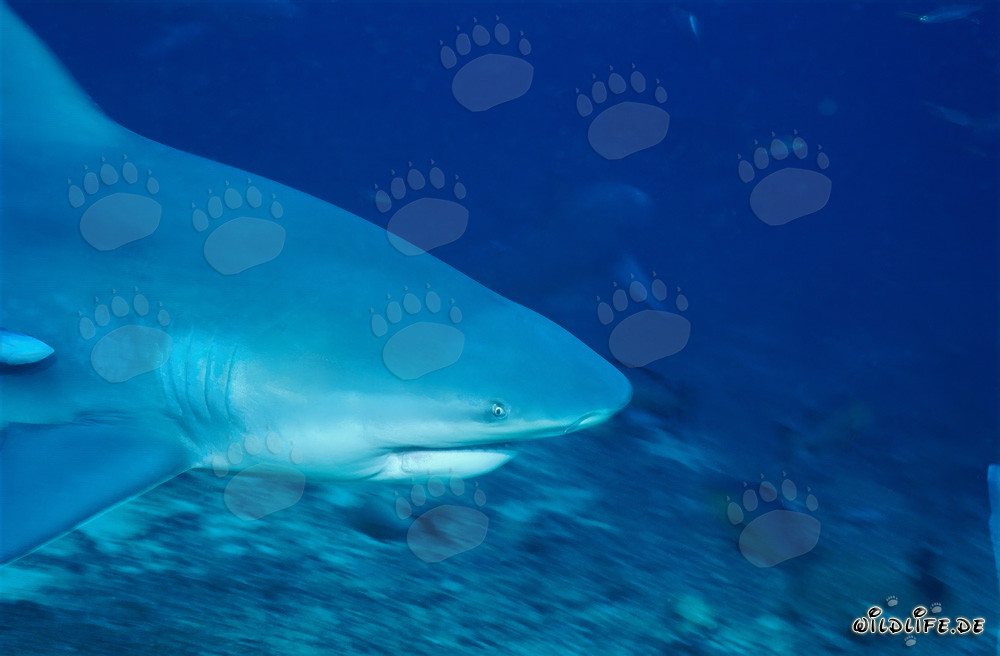 Imposantes Porträt eines Bullenhais nahe dem Meeresgrund