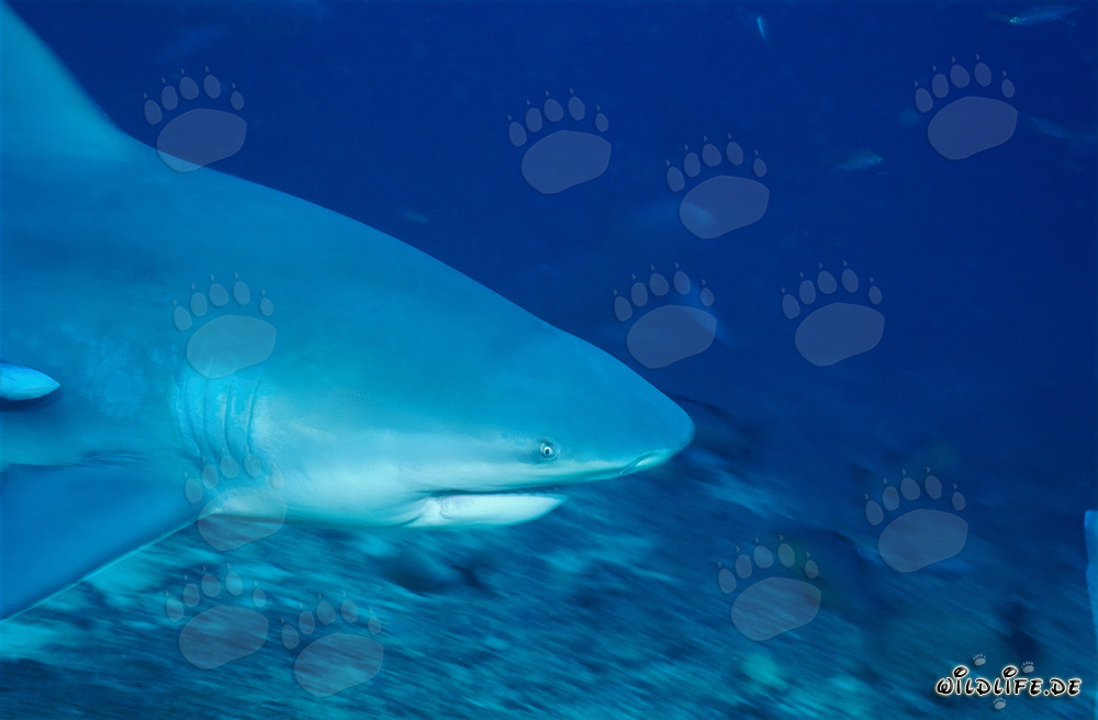 Portrait impressionnant d'un requin taureau près du fond marin