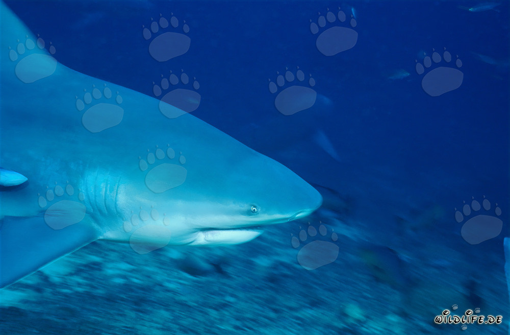 Retrato impresionante de un tiburón toro cerca del fondo marino