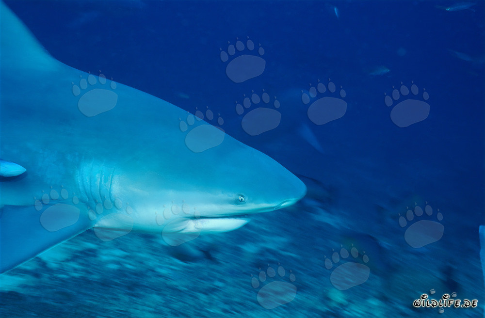 Ritratto imponente di uno squalo toro vicino al fondale marino