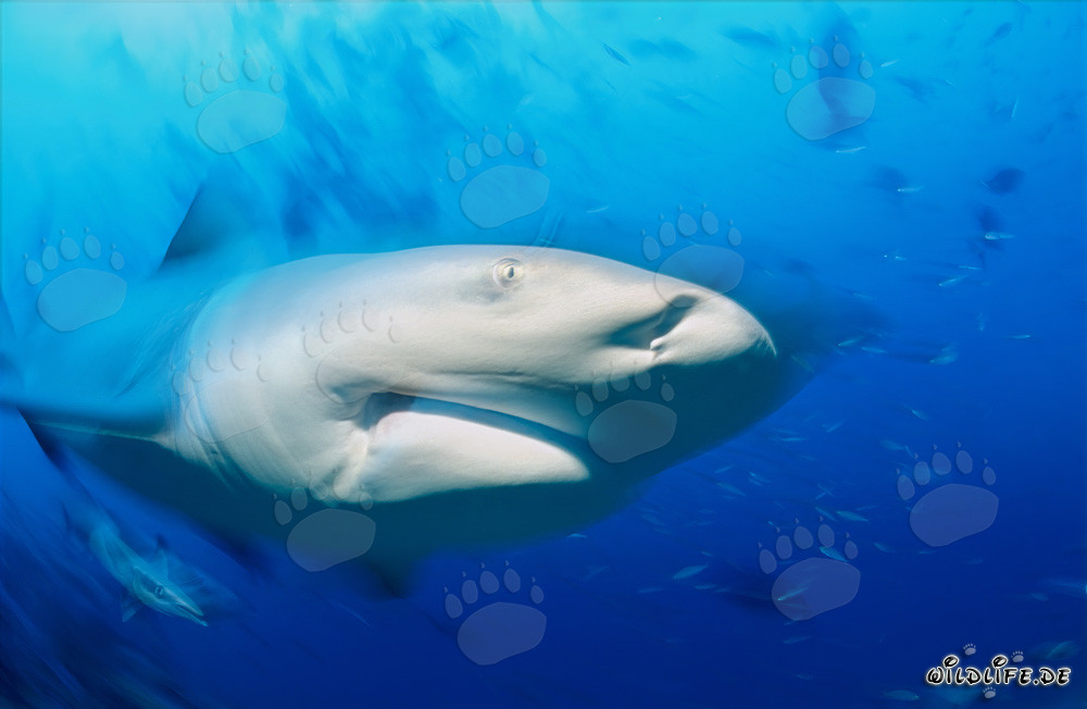 Impressive portrait of a bull shark in the blue ocean