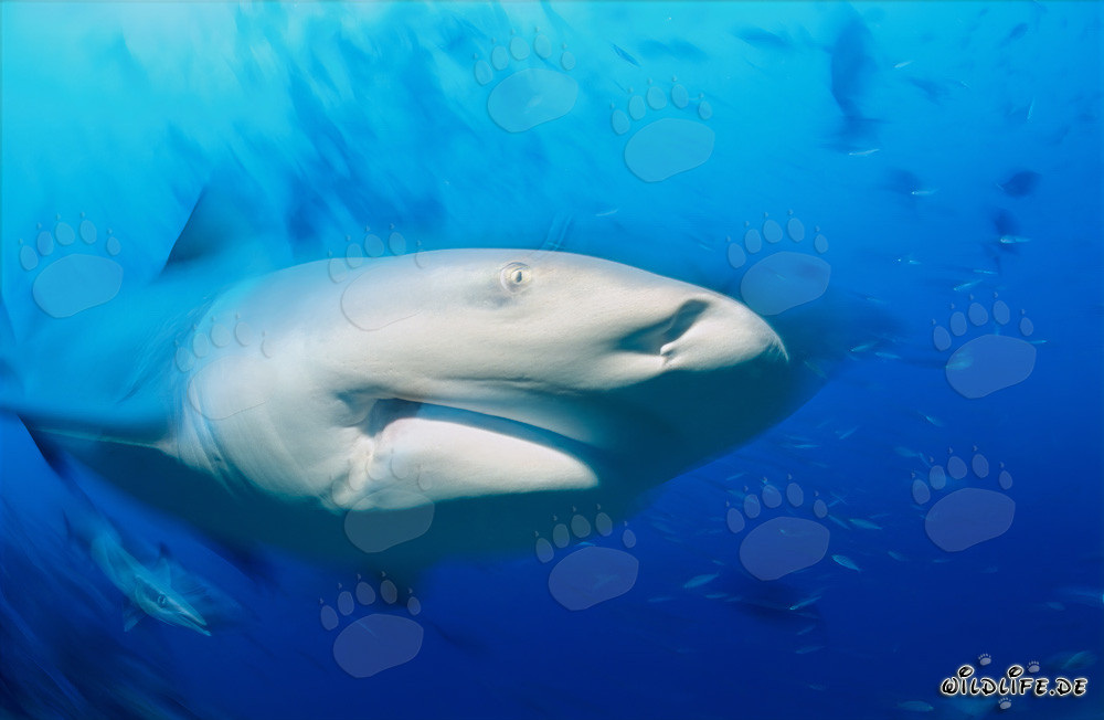 Retrato imponente de un tiburón toro en el océano azul