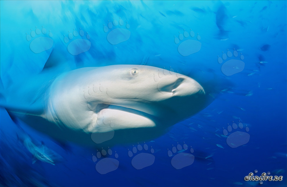 Imponente ritratto di uno squalo toro nell'oceano blu
