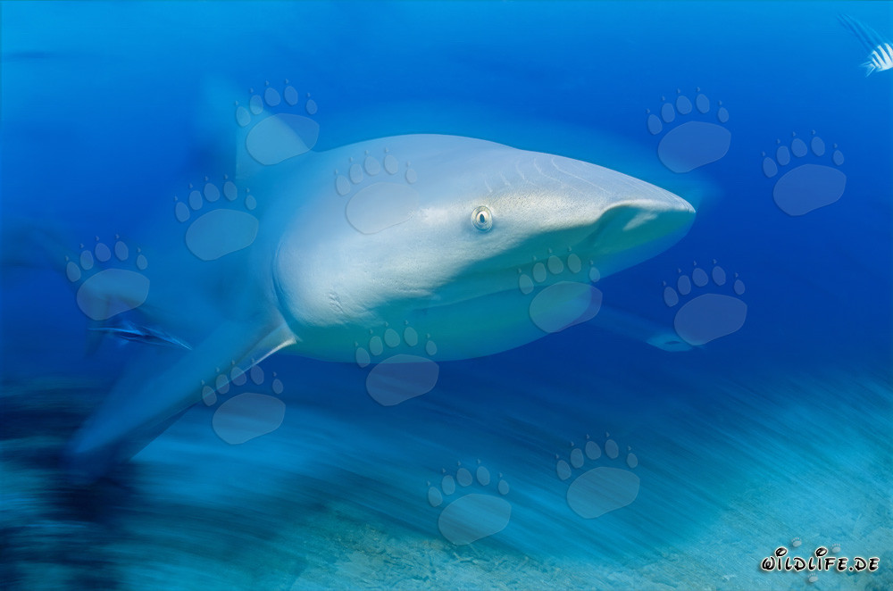 Fascinating Bull Shark in the Waters of Fiji