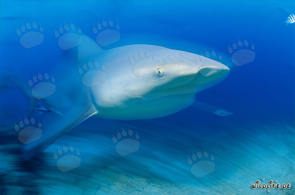 Requin taureau fascinant dans les eaux de Fidji