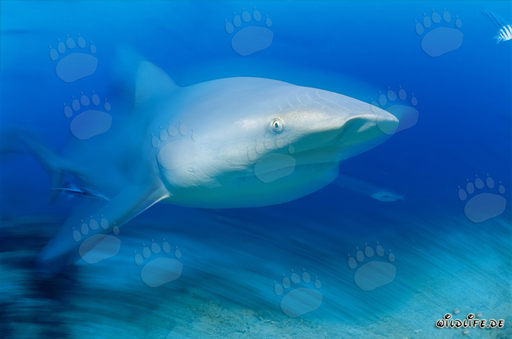 Affascinante squalo toro nelle acque di Fiji