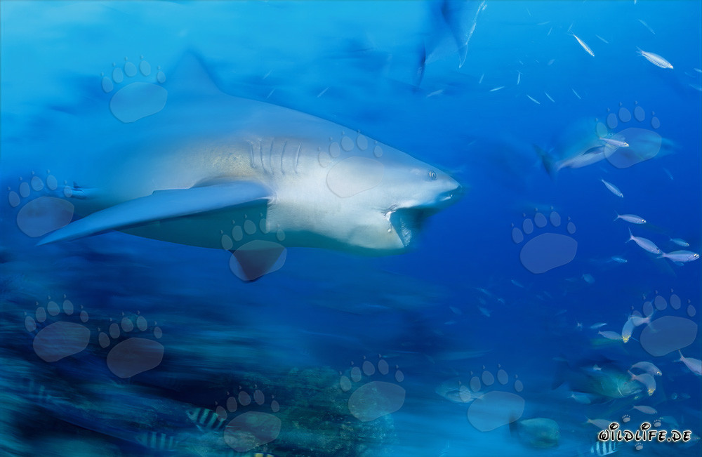Bull Shark displays impressive teeth in front of coral reef