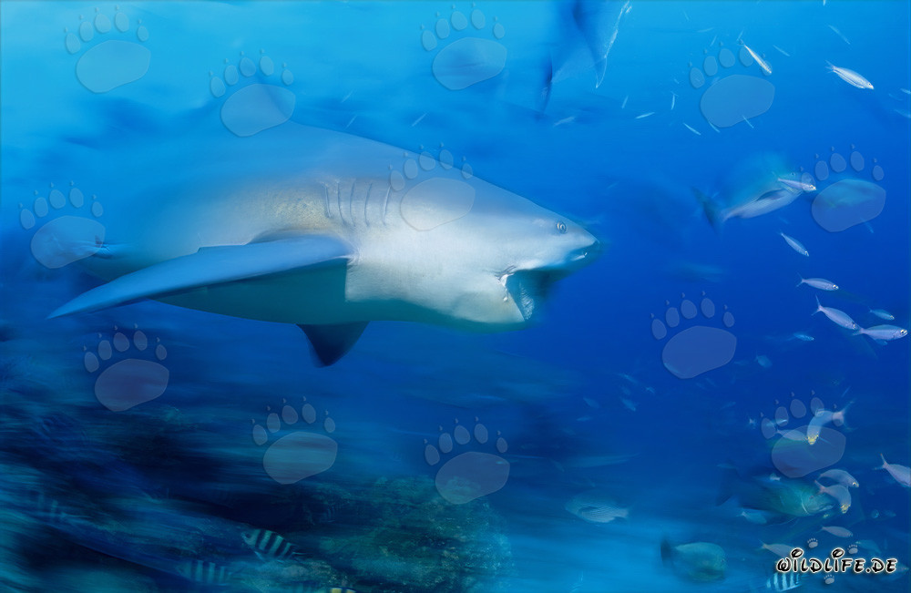 Requin taureau exhibant une impressionnante dentition devant un récif corallien