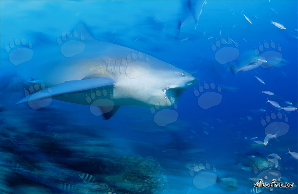 Squalo toro che mostra un impressionante dentatura davanti a una barriera corallina