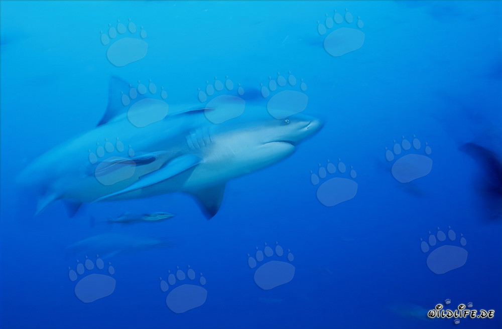 Fascinating bull shark swimming in the clear blue waters off the coast of Fiji