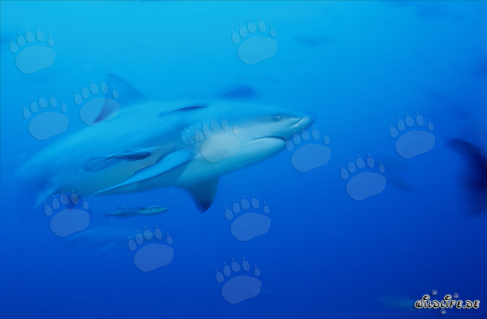 Faszinierender Bullenhai schwimmt im klaren blauen Wasser vor der Küste von Fiji