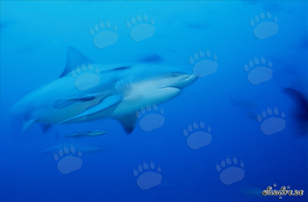 Requin taureau fascinant nage dans l'eau bleue claire au large des côtes des Fidji