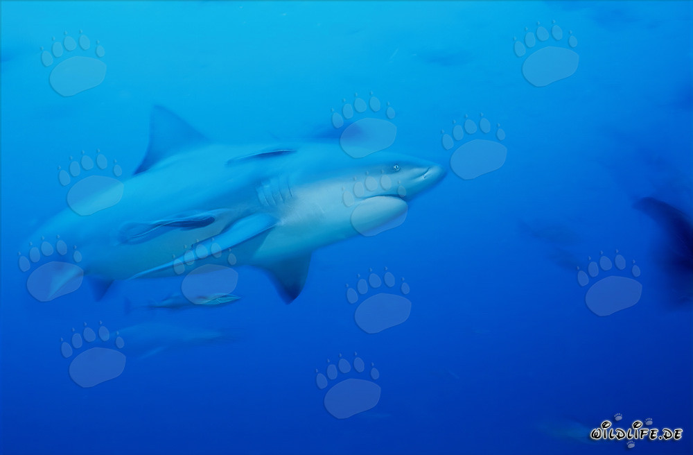 Affascinante squalo toro nuota nelle acque blu limpide al largo della costa delle Figi
