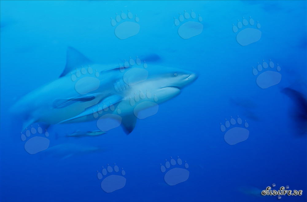 Fascinante tiburón toro nada en el agua azul clara frente a la costa de Fiji