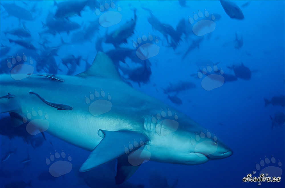 Majestic large bull shark on the way to the colorful coral reef