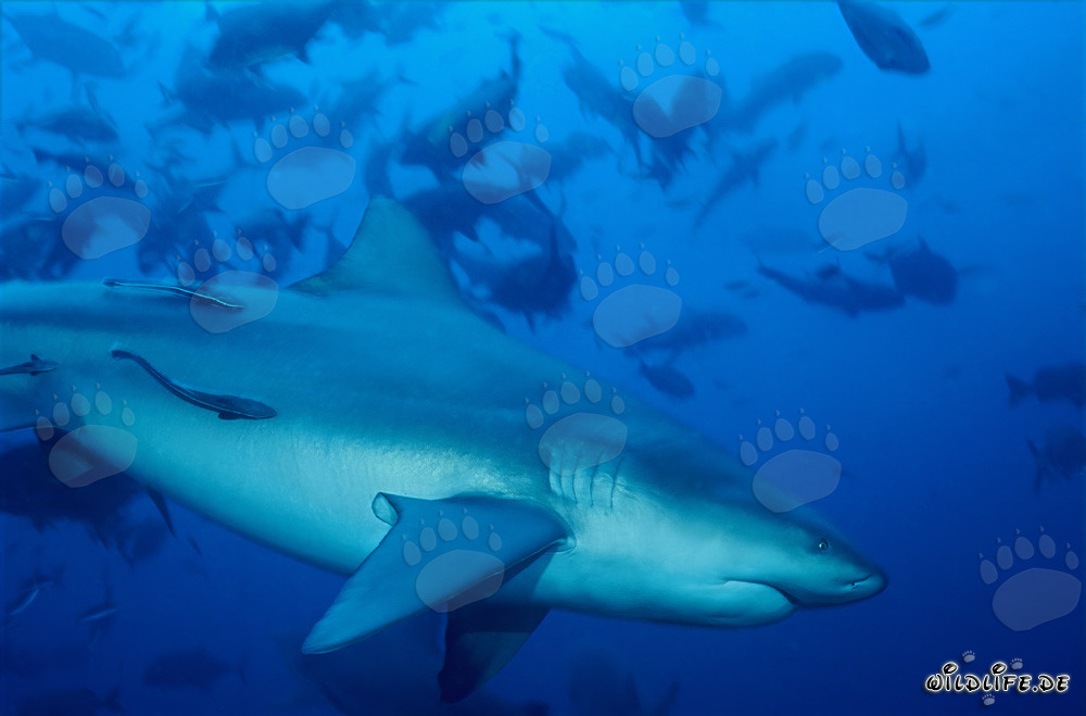 Grand requin taureau majestueux se dirige vers le récif corallien coloré