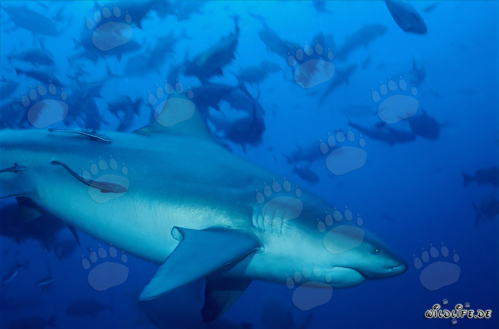 Majestuoso tiburón toro en camino hacia el colorido arrecife de coral